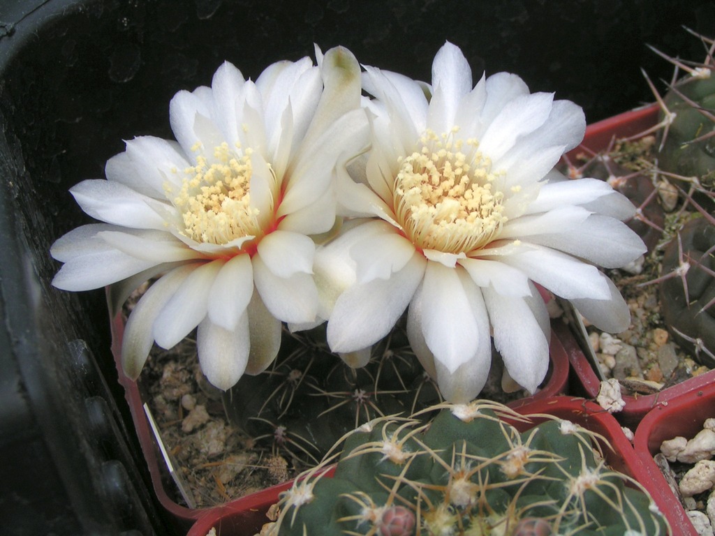 Gymnocalycium amerhauseri HT 88_229